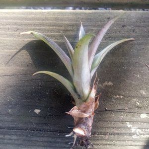 1 Pink Ornamental Pineapple Plant